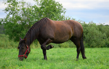 Flock of blood-sucking insects is flying near the horse. Bay mare is eating the grass in the pasture.