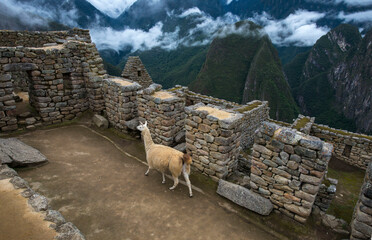 Lama in ancient city remains in steep mountains of Peru