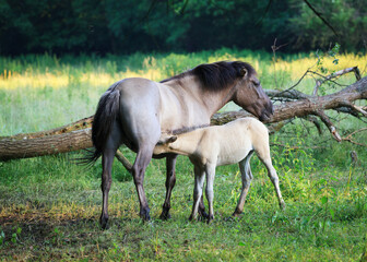 Horses in the pasture. mother with the young © uranos1980