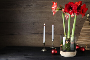 Beautiful red amaryllis flowers and Christmas decor on black wooden table. Space for text