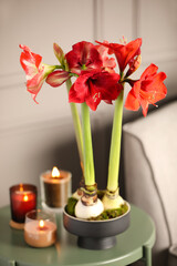 Beautiful red amaryllis flowers on table in room - obrazy, fototapety, plakaty