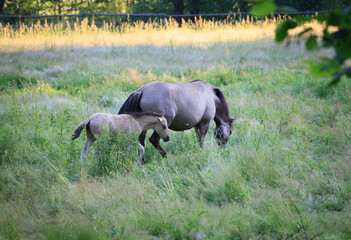 Horses in the pasture. mother with the young © uranos1980