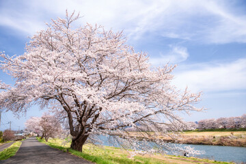 Fototapeta na wymiar Cherry Blossom along Shiroishi River in Miyagi, Japan