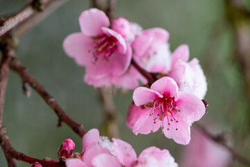 Obraz premium Pfirsischblüten im Schnee