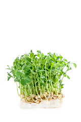 Many young fresh sprouts of peas grow on cotton wool. Isolated on white background. Microgreens. Healthy food. Vertical