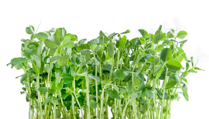 Many young sprouts of peas grow on a white background. Isolated. Microgreens. Healthy food