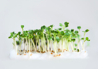 Microgreens. Many young sprouts grow on white cotton wool. Healthy food. Blurred background. Defocus