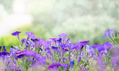 Beautiful purple flowers in garden. Sunny day background