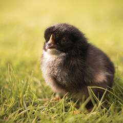 chicken in grass