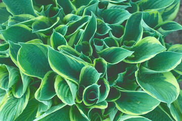 Green leaves  pattern background. Hosta plant in garden