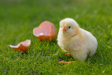 chicken and eggs is the grass