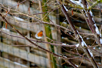 Robin on a branch in April