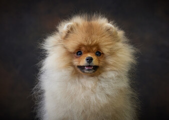 portrait of pomeranian spitz puppy