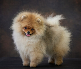 portrait of pomeranian spitz puppy