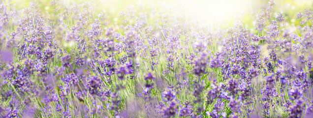 Lavender field in summer day. Garden summer background