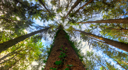 Towering trees with common ivy on the nearby trunk creating a nice forest canopy background on a sunny day
