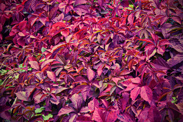 Beautiful leaves of plants make up the composition in purple tones. The concept - Moody Floran. Sadness, mourning. Natural Botanical background of creative whimsical color.