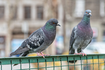 Pigeon on a Metal Fence in the Public Park. Focus of Pigeon cling on Iron rail in park with city Background