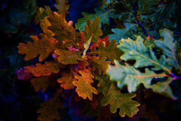 Beautiful leaves of plants make up the composition in purple tones. The concept - Moody Floran. Sadness, mourning. Natural Botanical background of creative whimsical color.