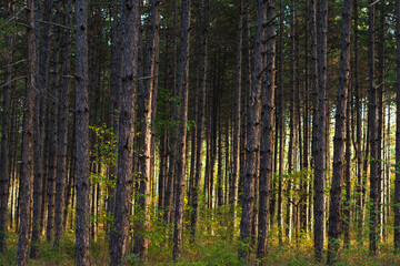 Fototapeta na wymiar sunrise between trees in a forest