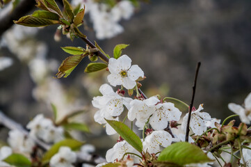 closeup of some white flowers on a tree blooming in spring