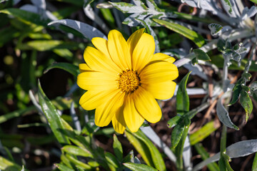 Yellow daisy, or Euryops pectinatus flowers, Also known as Gray-leaf or  Silver Star flowers. It is a species of shrub belonging to the Asteraceae family