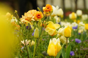 Yellow tulip and other flowers are blooming  at  Yamashita park at Yokohama, Kanagawa, Japan. March and April in Spring.