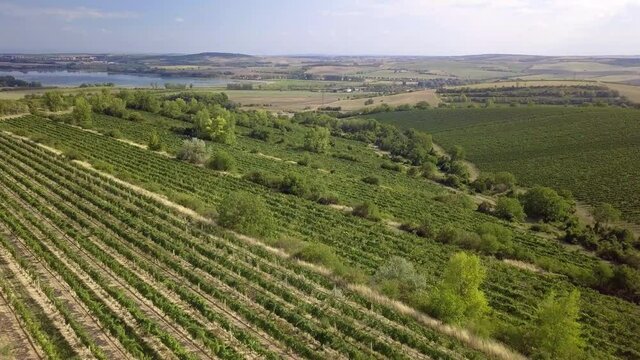 Bird aerial view of Vineyards in Palava region, Landscape of South Moravia, Czech Republic