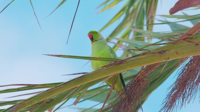 A curious wild parrotA curious wild parrot The rose-ringed parakeet Psittacula krameri , also known as the ring-necked parakeet