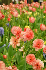 Naklejka premium Pink tulip and other flowers are blooming at Yamashita park at Yokohama, Kanagawa, Japan. March and April in Spring.