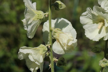 white mallow flowers in the garden