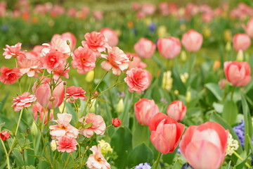 Pink tulip and other flowers are blooming  at  Yamashita park at Yokohama, Kanagawa, Japan. March and April in Spring.
