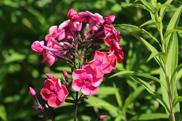 pink phlox flower
