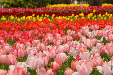 Colorful tulip flowers are blooming  at tulip field at Yokohama, Kanagawa, Japan. March and April...