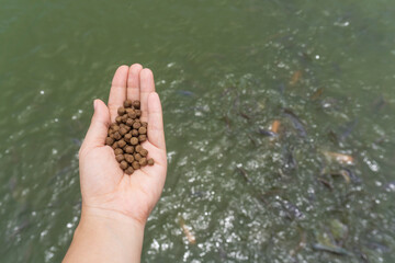 A Pile of brown Pellets feeds the fish on a female hand with blurred background of a large group of domestic fishes in the pond, healthy food, and nutrition for animal aquaculture concept.