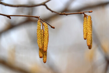 Hazel catkins on a tree branch close up. Forest in early spring, allergenic plant