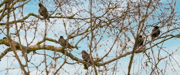 A group of Starlings, Sturnus vulgaris on a branch in tree. Blue sky with white clouds. Seen from behind.Border, webbanner or social media. Border, webbanner or social media