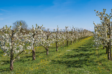 Fototapeta premium View into an orchard with blooming cherry trees in Wiesbaden-Frauenstein / Germany on a sunny spring day 