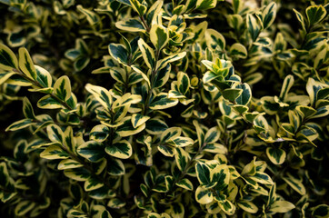 Green and yellow leaves