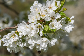 Macro of a cherry blossom in Wiesbaden-Frauenstein / Germany on a sunny spring day