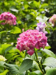 初夏の庭に咲く紫がかったピンクの紫陽花