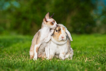 Cornish rex kitten with a rabbit together in summer