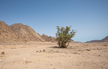 Barren desert landscape in hot climate