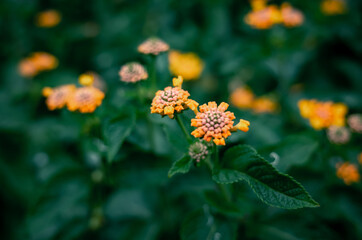 Yellow flowers in the garden