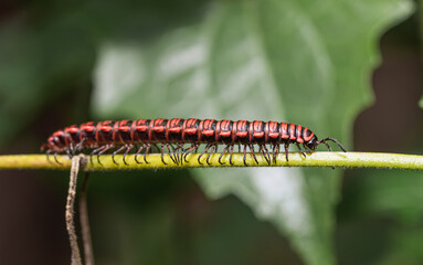 millipede insect nature background