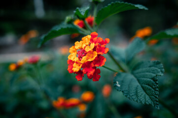 red and yellow flowers