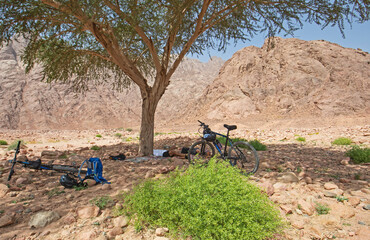 Barren desert landscape in hot desert climate with tree