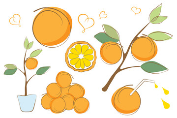 Set of fresh ripe oranges with leaves, orange tree in pot. Abstract fruit. Outline doodle, cartoon flat style.