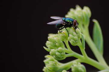 Close macro of a fly resting on flowers