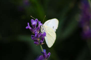 macro of a white butterfly resting on purple lavender